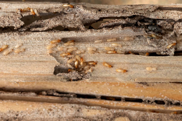 Best Pest Control for Restaurants  in Stickney, IL